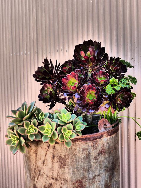 Andy\'s Accommodation - Accommodation Cairns 13