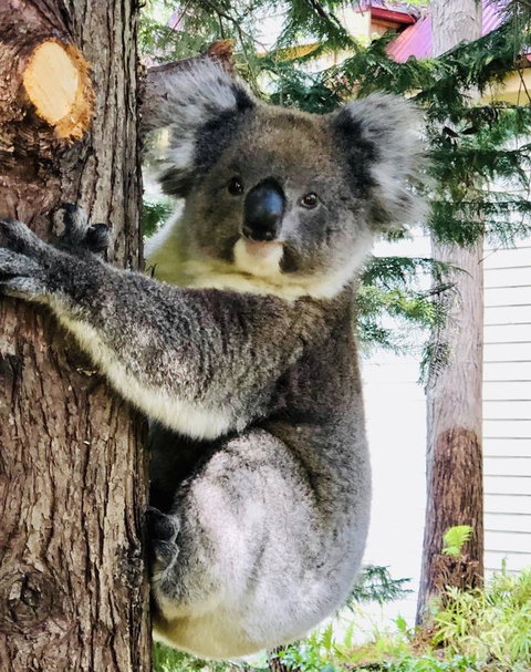 Aldgate Creek Cottage Bed And Breakfast - Accommodation Cairns 9