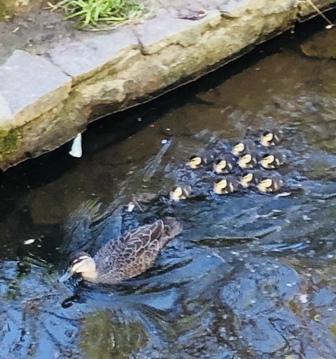 Aldgate Creek Cottage Bed And Breakfast - Accommodation Cairns 25
