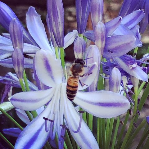 Aldgate Creek Cottage Bed And Breakfast - Accommodation Cairns 20