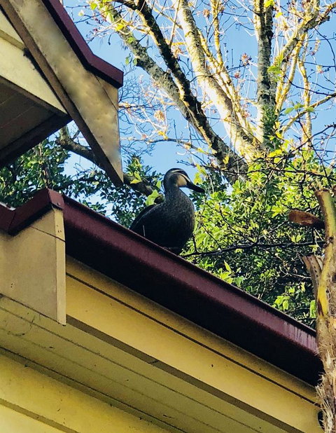 Aldgate Creek Cottage Bed And Breakfast - Accommodation Cairns 26