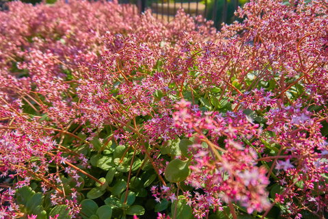 Hunter Oasis - Accommodation Cairns 37