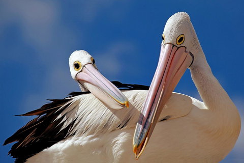 Condo 105 @ Horizons Golf Resort - Salamander Bay NSW - Accommodation Cairns 14