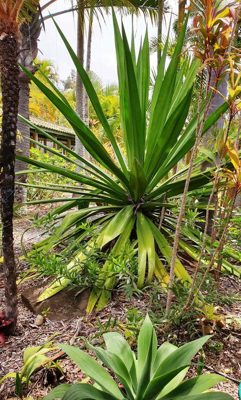 Ballina Beach Resort - Accommodation Cairns 35