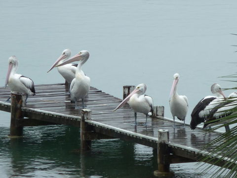 Pelican H2O One & Two Bedroom Apartments - Accommodation Cairns 6
