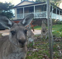 Bush  Bay Cottage - Accommodation Cairns