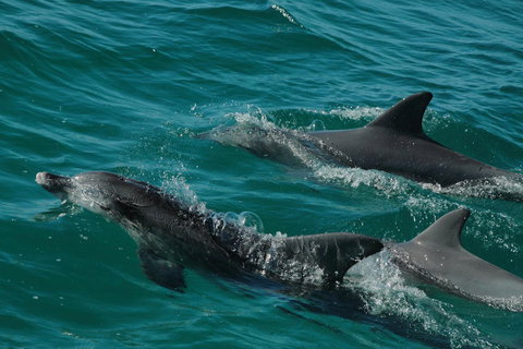 Jervis Bay Vista - Accommodation Cairns 18
