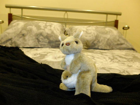 Rock Wallaby - Accommodation Cairns 17