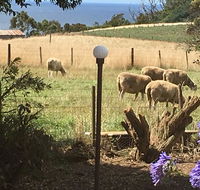 Cape View B and B - Accommodation Cairns