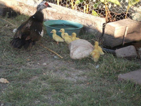 Corella Creek Country Farm Stay - Accommodation Cairns 0