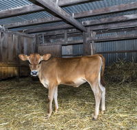 Dairyman's Cottage - Accommodation Cairns