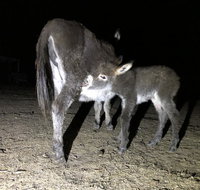 Donkey Tales Farm Cottages - Accommodation Cairns