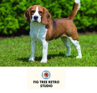 Fig Tree Retro Studio - Accommodation Cairns