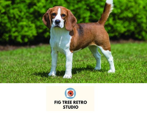 Fig Tree Retro Studio - Accommodation Cairns 0