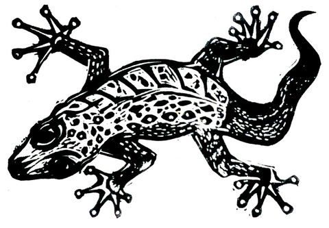 Gecko Guest House - Accommodation Cairns 3
