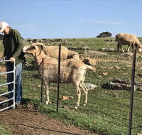 Gilgraves Vineyard Farmstay - Accommodation Cairns
