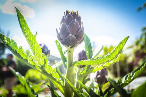 Gracefield Estate - Accommodation Cairns 1