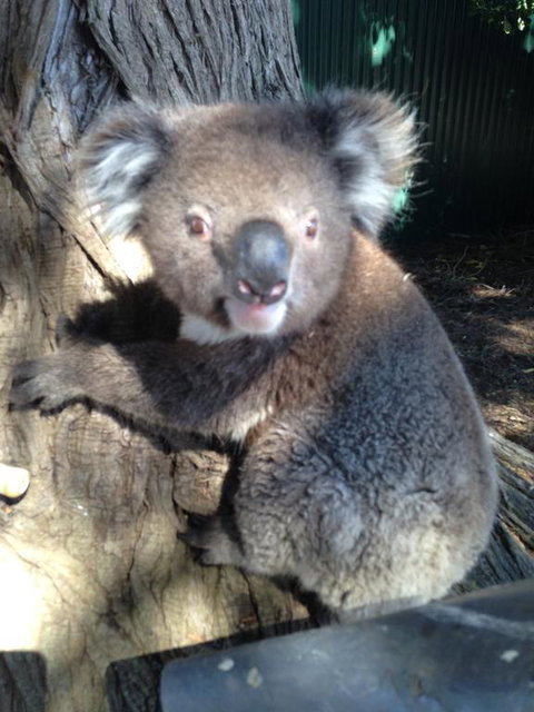 Harmony At Tower Hill - Accommodation Cairns 2