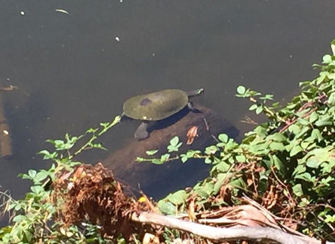 Lakeside Suites - Accommodation Cairns 2