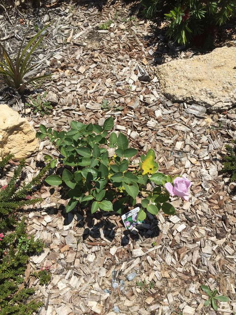 Lakeside Views - Accommodation Cairns 6