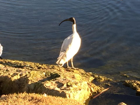 Lakeside Views - Accommodation Cairns 16