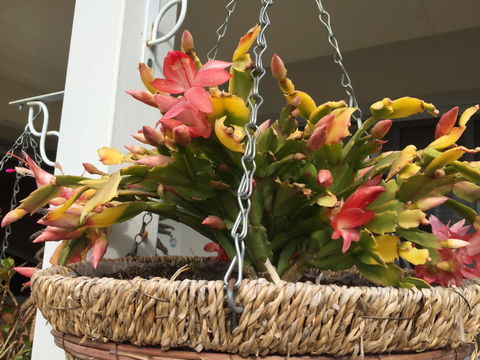 Lakeside Views - Accommodation Cairns 13