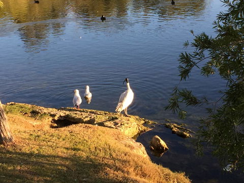 Lakeside Views - Accommodation Cairns 19