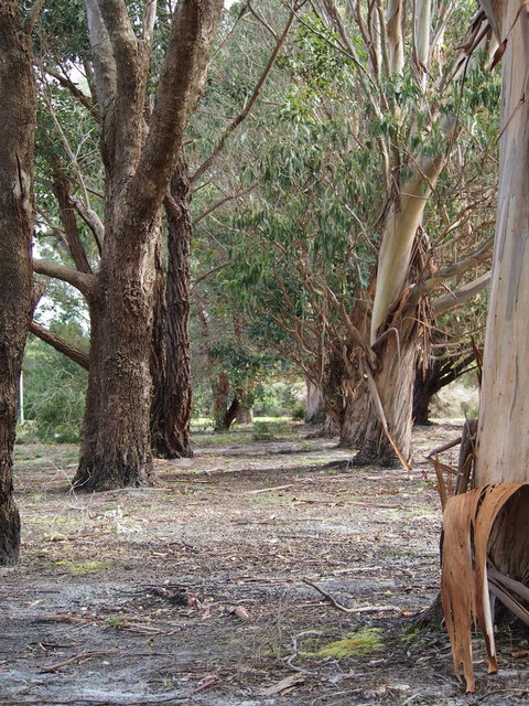 Riverside Retreat Chalets, Walpole - Accommodation Cairns 16