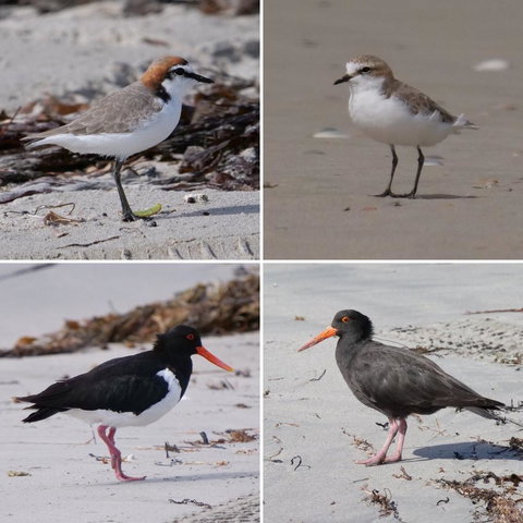 Riverside Retreat Chalets, Walpole - Accommodation Cairns 25