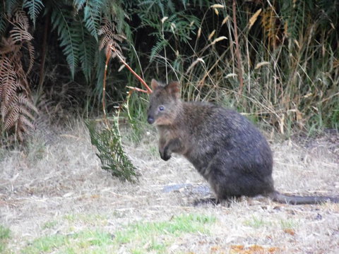 Riverside Retreat Chalets, Walpole - Accommodation Cairns 22