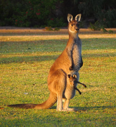 Riverside Retreat Chalets, Walpole - Accommodation Cairns 21