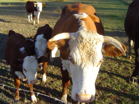 Kangaroo Valley Cottage - Accommodation Cairns 18