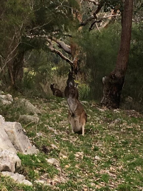 Kangaroo Valley Cottage - Accommodation Cairns 17