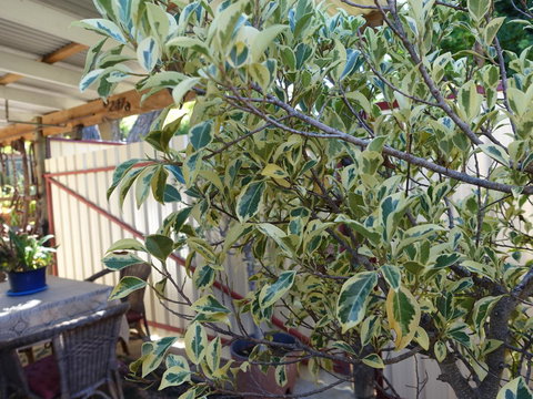 The Blacksmiths Cottage - Accommodation Cairns 21