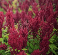 Dianella - Accommodation Cairns