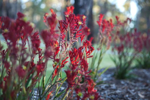 Amaroo Retreat & Spa - Accommodation Cairns 16