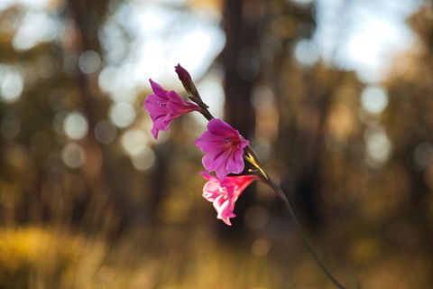 Amaroo Retreat & Spa - Accommodation Cairns 14