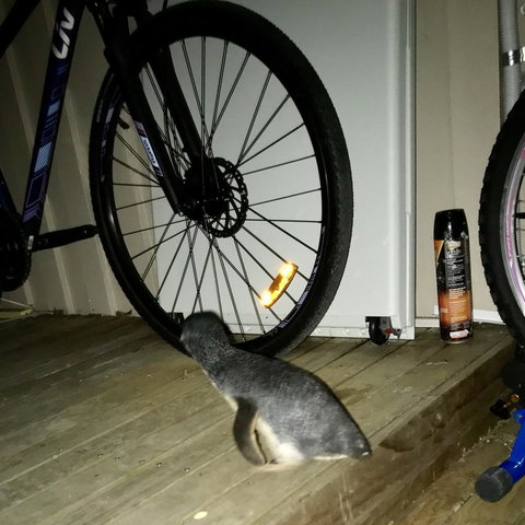 Beachend Bicheno - Accommodation Cairns 21