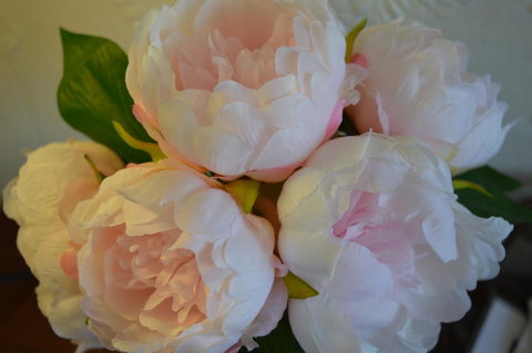 The Dragonfly Inn - Accommodation Cairns 36