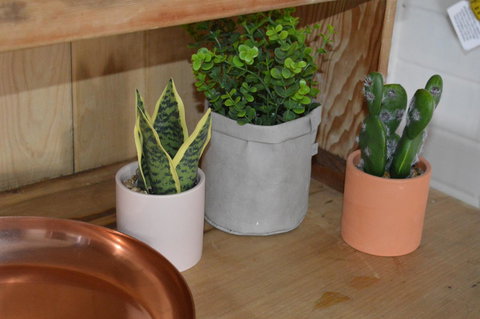 The Dragonfly Inn - Accommodation Cairns 4