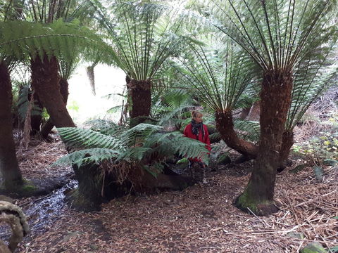 Robin\'s Nest B&B - Accommodation Cairns 9