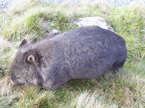 Robin\'s Nest B&B - Accommodation Cairns 19