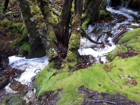 Robin\'s Nest B&B - Accommodation Cairns 27