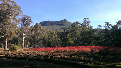 Mountain Blue Guest House - Accommodation Cairns 23