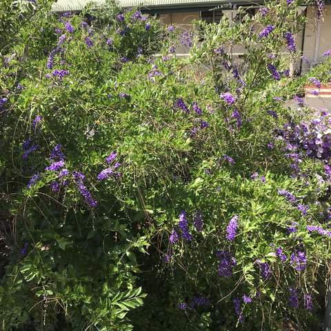 Oasis Motel - Accommodation Cairns 3