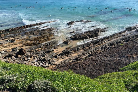 Pandanus - Accommodation Cairns 1