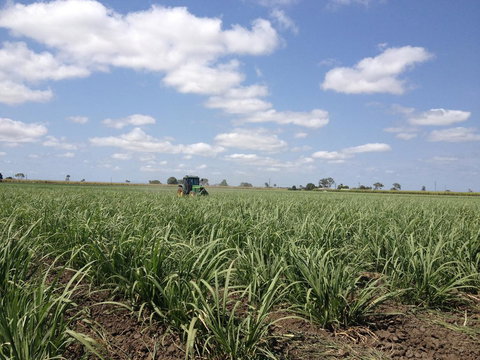 Plantation Park Motor Inn - Accommodation Cairns 2