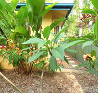 Rainforest Cottage Cairns - Accommodation Cairns