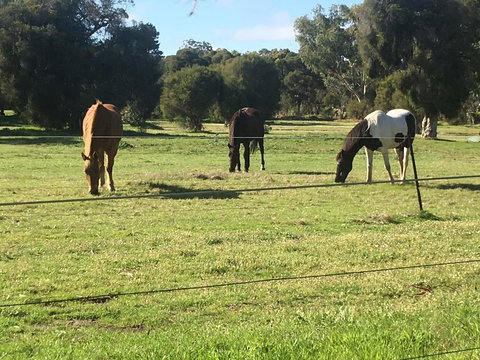 Shetland Park Chalets - Accommodation Cairns 1