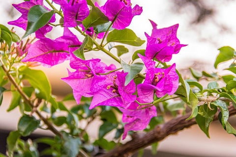 Southern Cross Atrium Apartments - Accommodation Cairns 2